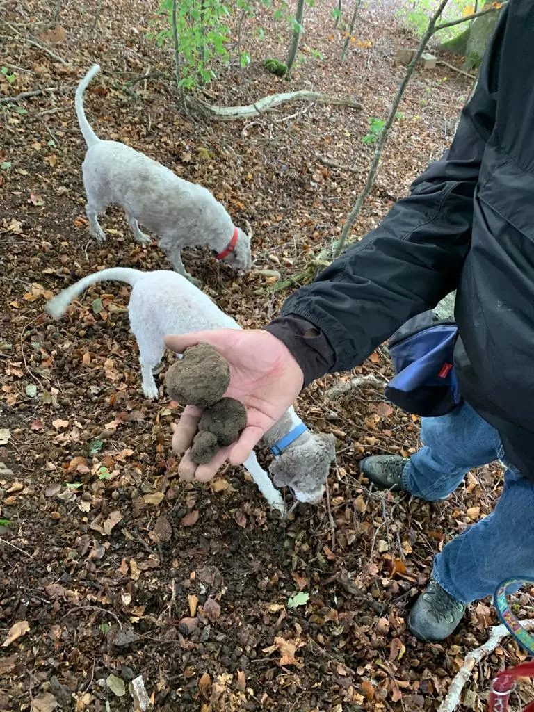 Burgunder Trüffel (Tuber uncinatum) per 100 Gramm